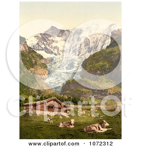 Photochrom of Livestock and Barn Near Baregg Glacier, Switzerland - Royalty Free Historical Stock Photography by JVPD