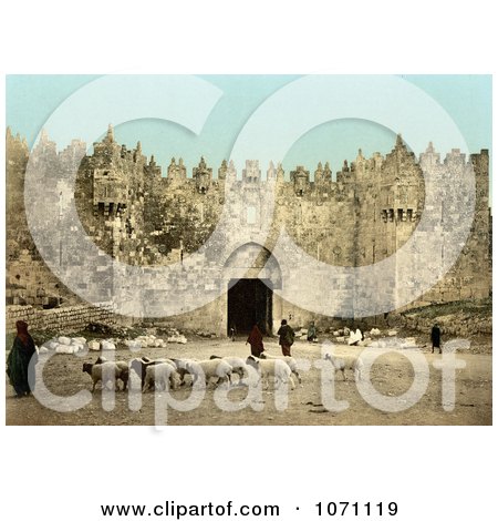 Photochrom of Sheep in Front of the Damascus Gate, Jerusalem - Royalty Free Historical Stock Photo  by JVPD