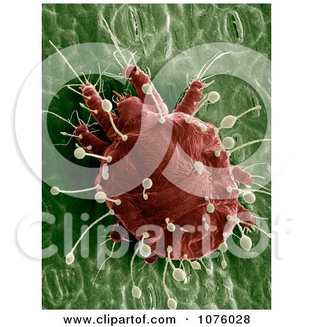 Red Palm Mite - Royalty Free Stock Photography  by JVPD