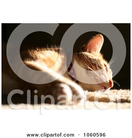 Royalty Free Stock Photo Of Sunbathing Calico Cat by Kenny G Adams