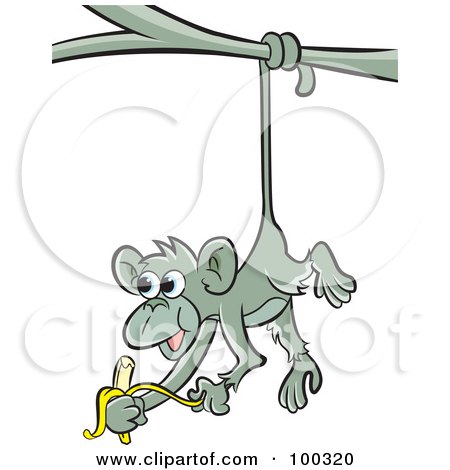 Royalty-Free (RF) Clipart Illustration of a Hungry Gray Monkey Eating A Banana by Lal Perera