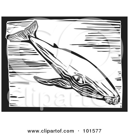 Royalty-Free (RF) Clipart Illustration of a Black And White Engraved Humpback Whale (Megaptera novaeangliae) by xunantunich