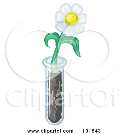 Royalty-Free (RF) Clipart Illustration of a White Daisy Flower Growing From A Test Tube by Leo Blanchette