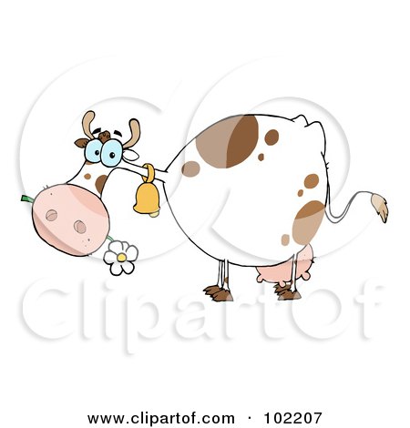 Royalty-Free (RF) Clipart Illustration of a White And Brown Cow Eating A Daisy by Hit Toon