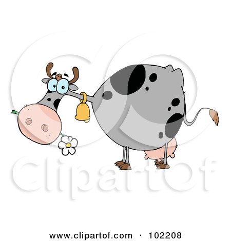 Royalty-Free (RF) Clipart Illustration of a Gray And Black Cow Eating A Daisy by Hit Toon