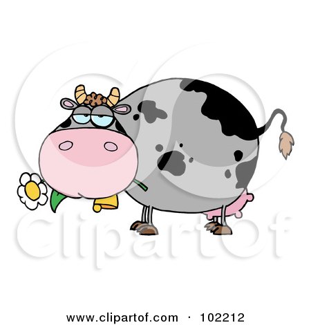 Royalty-Free (RF) Clipart Illustration of a Chubby Gray And Black Cow Eating A Daisy Flower by Hit Toon