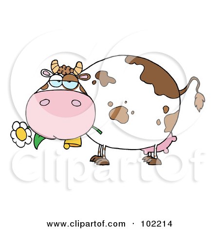 Royalty-Free (RF) Clipart Illustration of a Chubby White And Brown Cow Eating A Daisy Flower by Hit Toon