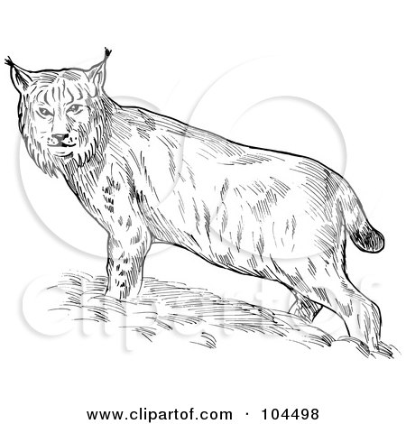Royalty-Free (RF) Clipart Illustration of a Sketched Eurasian Lynx by patrimonio
