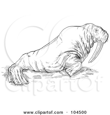 Royalty-Free (RF) Clipart Illustration of a Sketched Walrus by patrimonio
