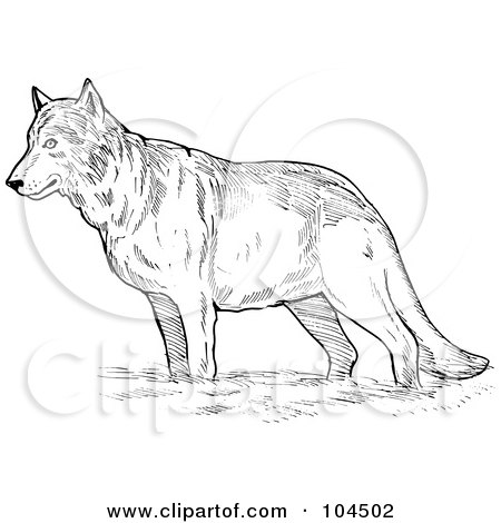Royalty-Free (RF) Clipart Illustration of a Sketched Wolf by patrimonio