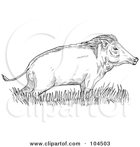 Royalty-Free (RF) Clipart Illustration of a Sketched Wild Boar In Grass by patrimonio