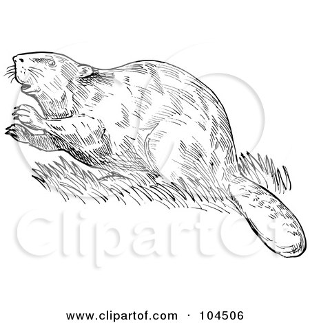 Royalty-Free (RF) Clipart Illustration of a Sketched European Beaver In Grass by patrimonio