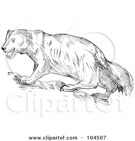 Royalty-Free (RF) Clipart Illustration of a Sketched Wolverine by patrimonio