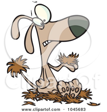 Royalty-Free (RF) Clip Art Illustration of a Cartoon Dog With Alopecia, Sitting On A Pile Of Hair by toonaday