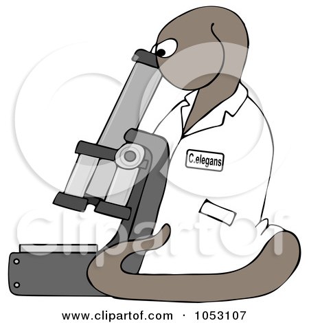 Royalty-Free Clip Art Illustration of a C Elegans Roundworm Viewing Through A Microscope by djart
