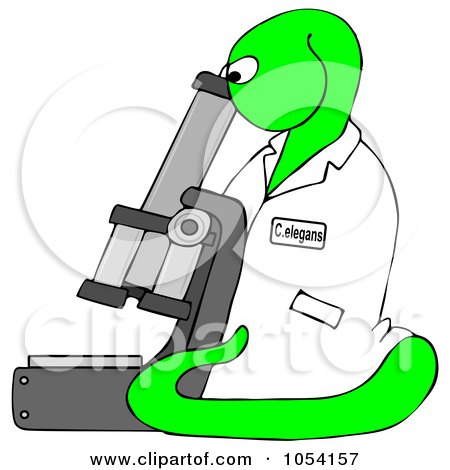 Royalty-Free Clip Art Illustration of a Bright Green C Elegans Roundworm Viewing Through A Microscope by djart