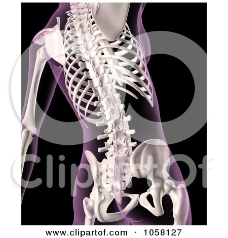 Royalty-Free CGI Clip Art Illustration of a 3d Female Skeleton Featuring The Spine by KJ Pargeter