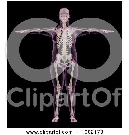 Clipart 3d Overweight Female Skeleton - Royalty Free CGI Illustration by KJ Pargeter