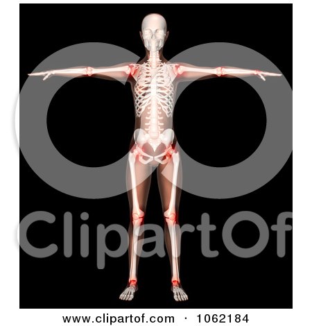 Clipart 3d Female Skeleton With Highlighted Joints - Royalty Free CGI Illustration by KJ Pargeter
