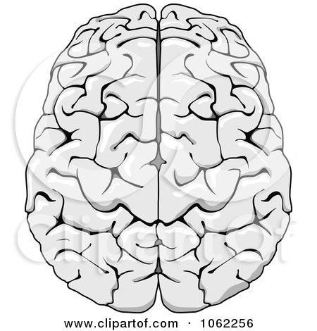 Clipart Human Brain 2 - Royalty Free Vector Illustration by Vector Tradition SM