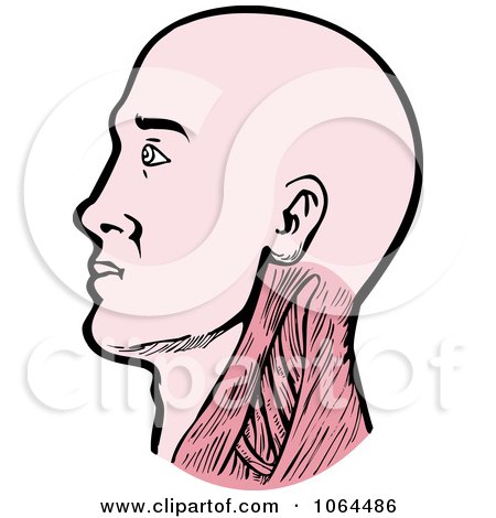 Clipart Human Neck Muscles - Royalty Free Vector Illustration by patrimonio