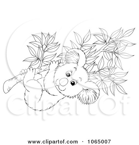 Clipart Outlined Koala In A Eucalyptus - Royalty Free Illustration by Alex Bannykh