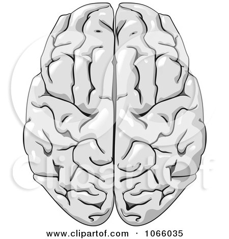 Clipart Human Brain 3 - Royalty Free Vector Illustration by Vector Tradition SM