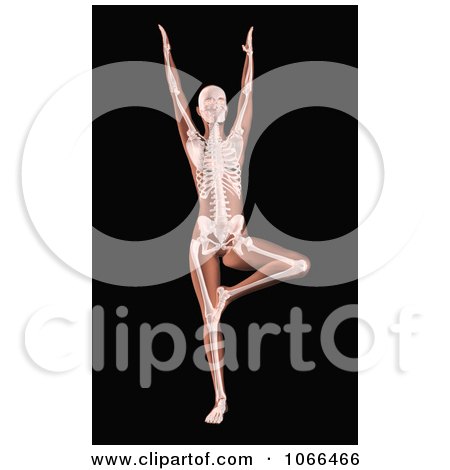 Clipart Medical 3d Female Skeleton In A Yoga Pose 1 - Royalty Free CGI Illustration by KJ Pargeter