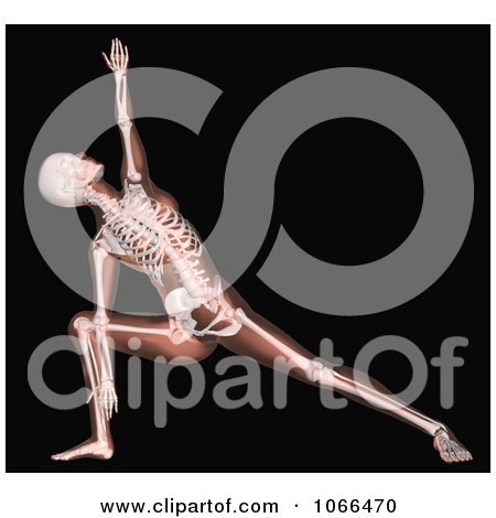 Clipart Medical 3d Female Skeleton In A Yoga Pose 2 - Royalty Free CGI Illustration by KJ Pargeter