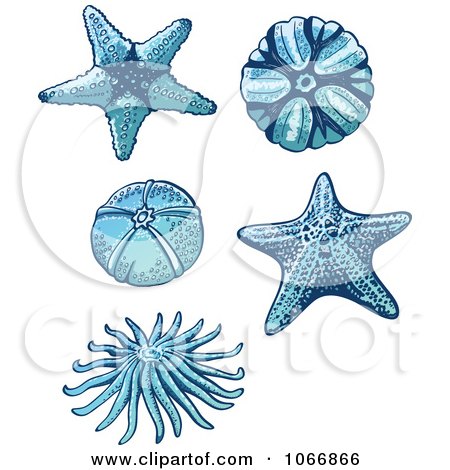 Clipart Starfish And Sea Urchins - Royalty Free Vector Illustration by Zooco