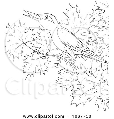 Clipart Outlined Bird In A Maple Tree - Royalty Free Illustration by