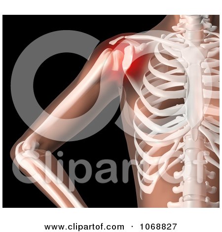 Clipart 3d Female Skeleton With Highlighted Shoulder Pain - Royalty Free CGI Illustration by KJ Pargeter