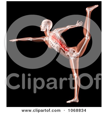 Clipart 3d Female Yoga Skeleton With A Highlighted Spine - Royalty Free CGI Illustration by KJ Pargeter