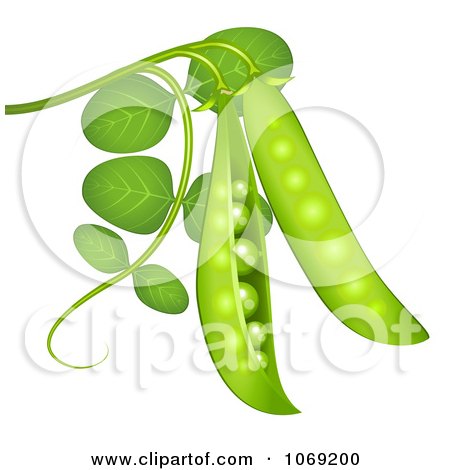 Clipart 3d Peas On The Vine - Royalty Free Vector Illustration by Oligo