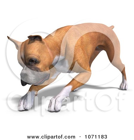 Clipart 3d Fawn And White Boxer Dog Bending Down - Royalty Free CGI Illustration by Ralf61