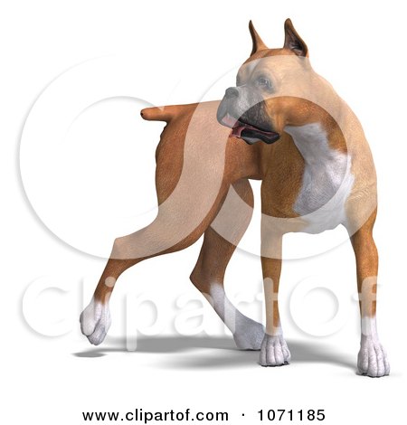 Clipart 3d Fawn And White Boxer Dog Looking To The Side - Royalty Free CGI Illustration by Ralf61
