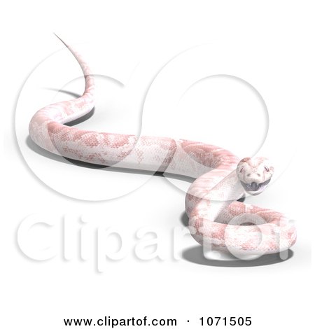 albino snake sketch