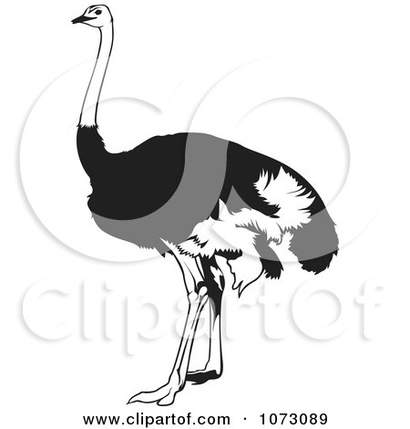 Clipart Black And White Emu Bird - Royalty Free Vector Illustration by dero