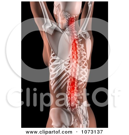 Clipart 3d Female Skeleton With A Highlighted Spine - Royalty Free CGI Illustration by KJ Pargeter