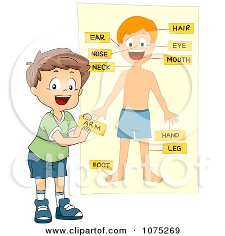 Clipart School Boy Tagging Body Parts On A Chart - Royalty Free Vector Illustration by BNP Design Studio