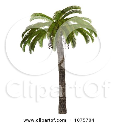 Clipart 3d Tropical Palm Tree 2 - Royalty Free CGI Illustration by Ralf61