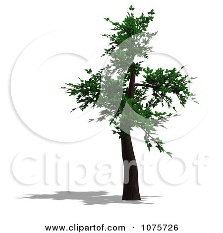 Clipart 3d Bonsai Tree - Royalty Free CGI Illustration by Ralf61