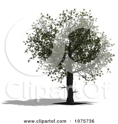 Clipart 3d Tree 2 - Royalty Free CGI Illustration by Ralf61
