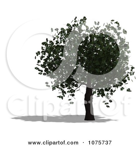 Clipart 3d Chestnut Tree - Royalty Free CGI Illustration by Ralf61