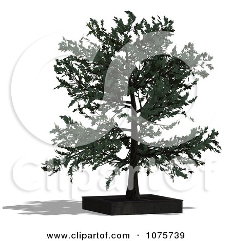 Clipart 3d Bonsai Tree In A Planter 1 - Royalty Free CGI Illustration by Ralf61