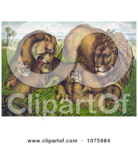 Family Of Lions In Grass - Royalty Free Historical Clip Art by JVPD