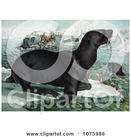 Sea Lions On Ice Bergs Nea Ships - Royalty Free Historical Clip Art by JVPD