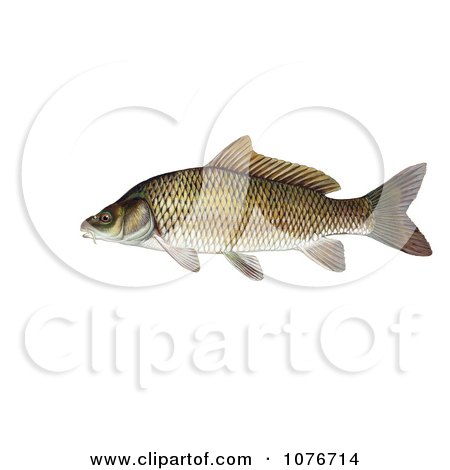 Common Carp or European Carp Fish (Cyprinus carpio) - Royalty Free Historical Clip Art  by JVPD
