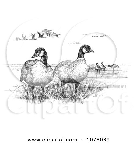 Aleutian Canada Geese (Branta canadensis leucognaphalus) - Royalty Free Clip Art by JVPD