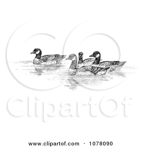 Aleutian Canada Geese (Branta canadensis leucognaphalus) - Royalty Free Clip Art by JVPD
